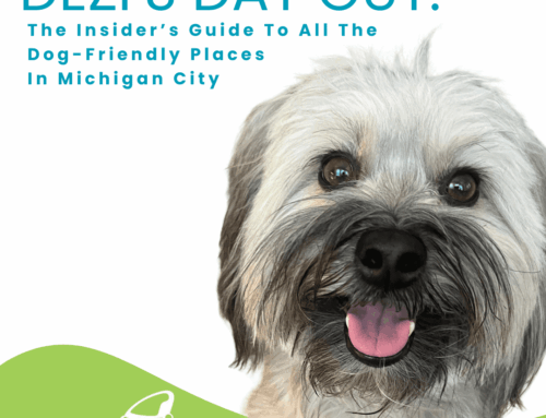 Dezi’s Day Out: The Insider’s Guide To All The Dog-Friendly Places In Michigan City
